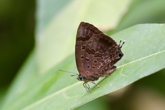Arhopala agaba
