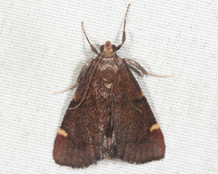 Hypsopygia thymetusalis