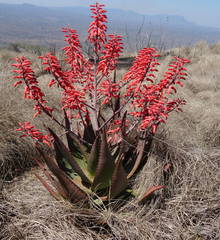 Aloe chabaudii - Photo (c) Ton Rulkens, algunos derechos reservados (CC BY-SA)