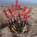 Aloe chabaudii - Photo (c) Ton Rulkens,  זכויות יוצרים חלקיות (CC BY-SA)