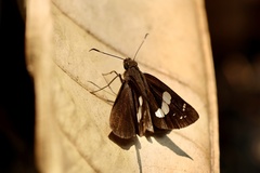 Notocrypta curvifascia