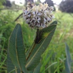 Asclepias glaucescens