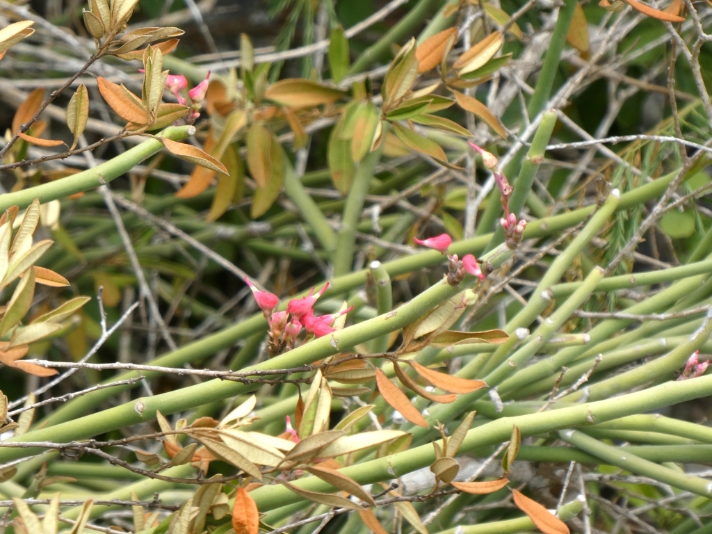 Euphorbia tithymaloides ssp. bahamensis