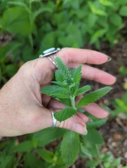 Verbena stricta