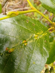 Aceria nalepai