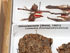 Loxaulus illinoisensis