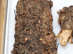 Loxaulus illinoisensis