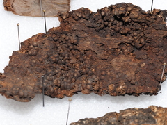 Loxaulus illinoisensis
