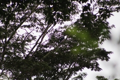 Cyanocorax violaceus