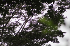 Cyanocorax violaceus