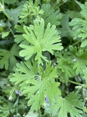 Geranium pusillum