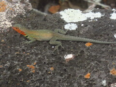 Microlophus indefatigabilis