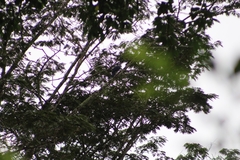 Cyanocorax violaceus