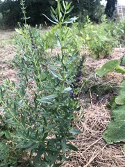 Hyssopus officinalis