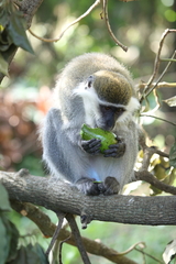 Chlorocebus aethiops