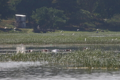 Hippopotamus amphibius