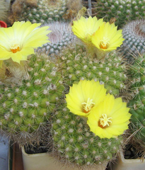 Parodia formosa