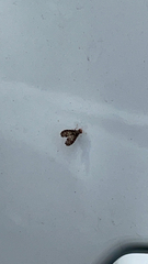 Trypetisoma sticticum