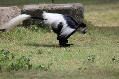 Colobus guereza