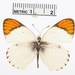 Bushveld Orange Tip - Photo (c) Smithsonian Institution, National Museum of Natural History, Department of Entomology, some rights reserved (CC BY-NC-SA)