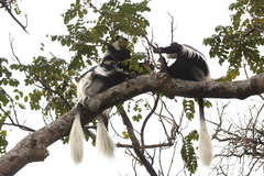 Colobus guereza