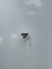 Trypetisoma sticticum