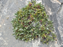 Rhamnus pumila