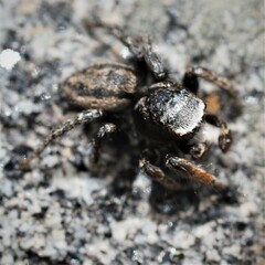 Habronattus altanus