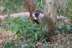 Chlorocebus aethiops