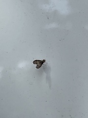 Trypetisoma sticticum