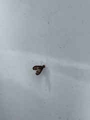 Trypetisoma sticticum