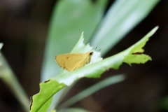 Cupitha purreea