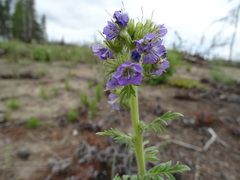 Phacelia franklinii