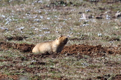 Tachyoryctes macrocephalus