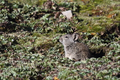 Arvicanthis blicki
