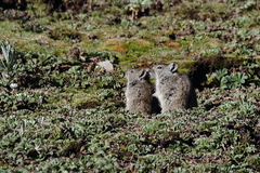 Arvicanthis blicki