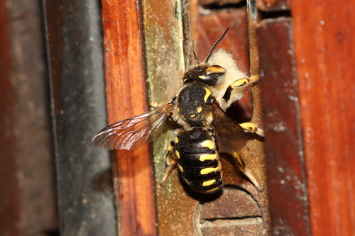 Florentine Wool-carder Bee