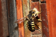 Florentine Woolcarder Bee