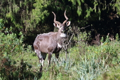 Tragelaphus buxtoni