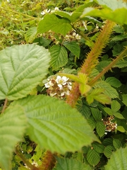 Rubus tuberculatus