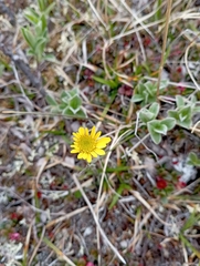 Tephroseris integrifolia atropurpurea