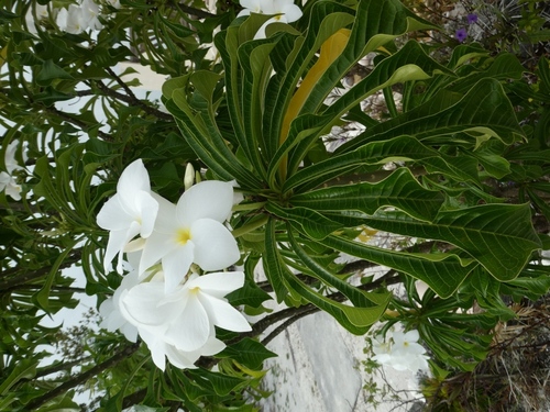 Plumeria pudica (Plumeria pudica)