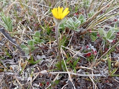 Tephroseris integrifolia atropurpurea