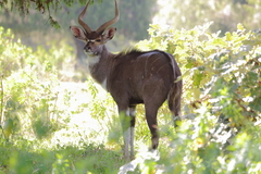 Tragelaphus buxtoni