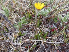 Tephroseris integrifolia atropurpurea