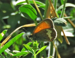Coenonympha arcania