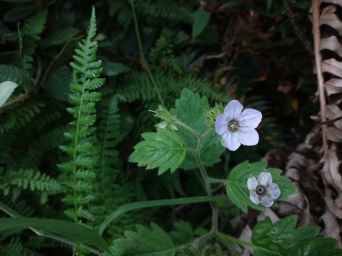 Bolander's phacelia (Phacelia bolanderi)