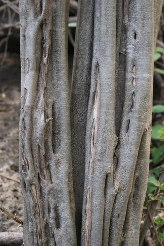 Mexican logwood