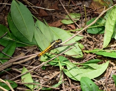 Orthetrum triangulare