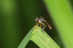 Dioctria lateralis